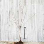 Bareroot Early Rivers Half Standard Cherry Tree