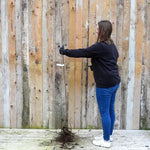 Bareroot Early Rivers Cherry Maiden Tree