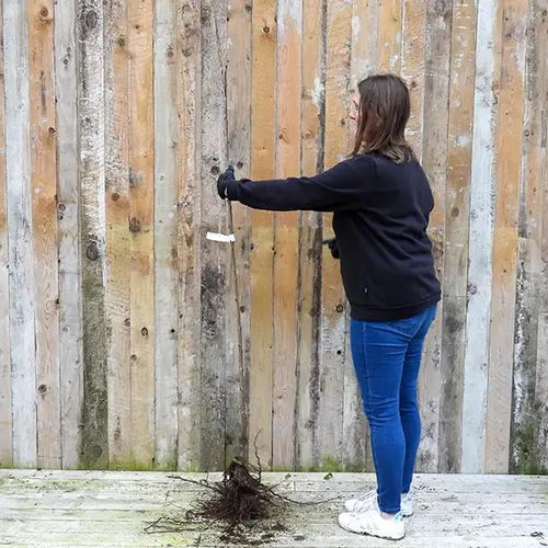 Bareroot Early Rivers Cherry Maiden Tree