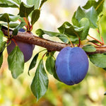 Rivers Early Prolific Plums on the tree