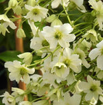 Early Sensation Clematis Flowers