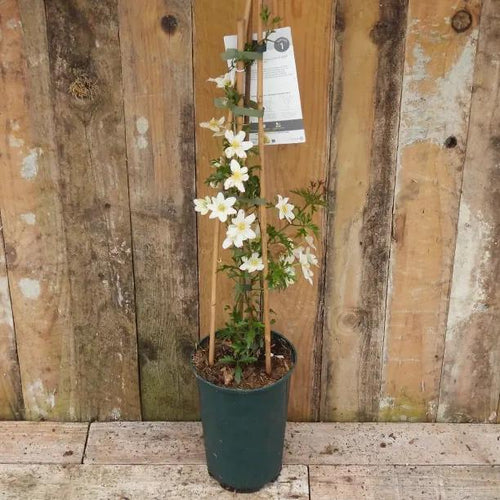Early Sensation Clematis Plant in 3 Litre Pot