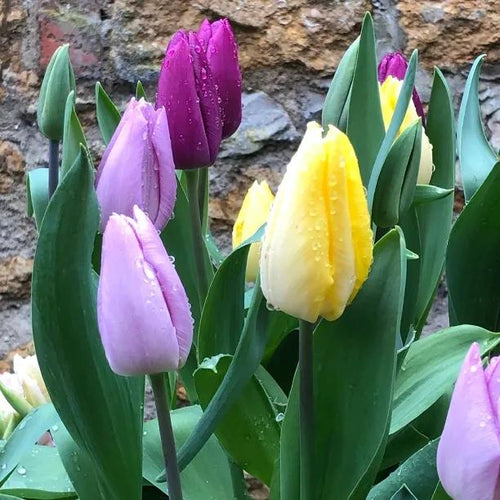 Early Flowering Single Mixed Tulip Flowers