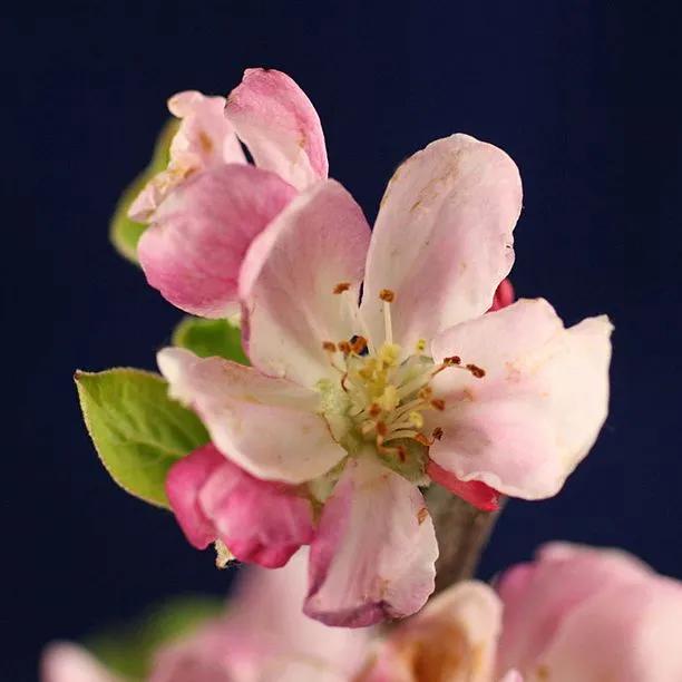 Early Victoria Apple blossom on the tree