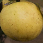 Early Victoria Apples on the tree