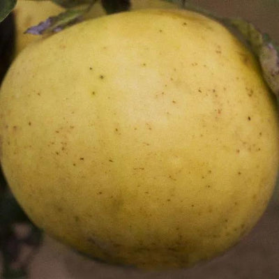 Early Victoria Apples on the tree