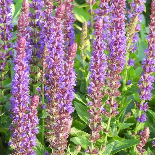 East Friesland Salvia Flowers