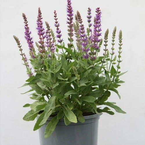 East Friesland Salvia Plants