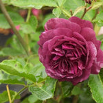 Ebb Tide Floribunda Rose Flowers