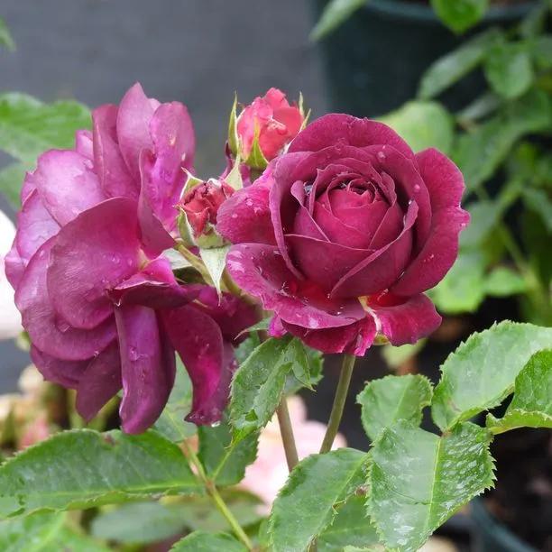 Ebb Tide Floribunda Rose Flowers