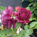 Ebb Tide Floribunda Rose Flowers