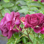 Ebb Tide Floribunda Rose Flowers
