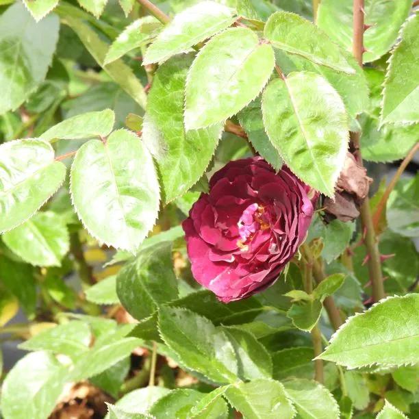 Ebb Tide Floribunda Rose Flowers