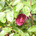 Ebb Tide Floribunda Rose Flowers