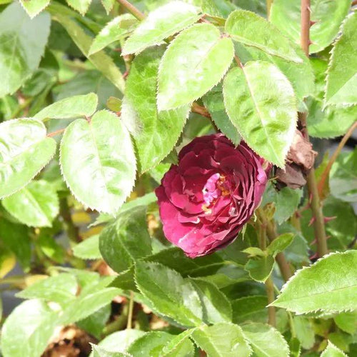 Ebb Tide Floribunda Rose Flowers