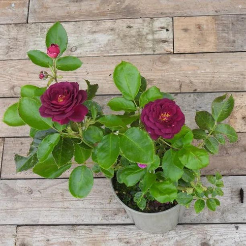 Potted Ebb Tide Floribunda Rose in flower