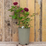 Potted Ebb Tide Floribunda Rose in flower