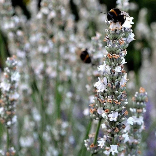 Edelweiss Lavender Flowers