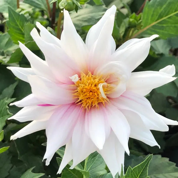 Dahlia Edge of Joy white petals streaked with magenta edges
