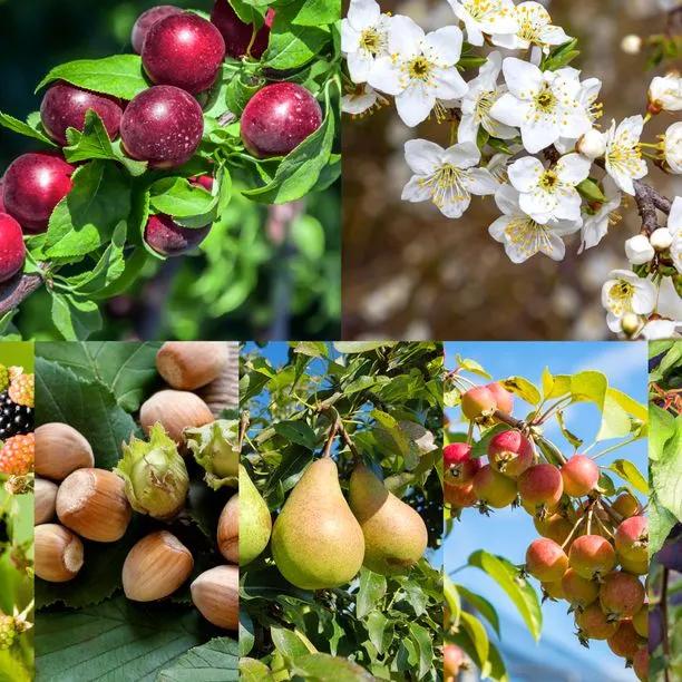 Flowers and Fruit of the Edible Hedge Mix