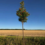 Mature Edulis Rowan tree