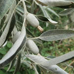 Elaeagnus oleaster hedge plant showing silvery oval fruits and narrow grey-green leaves on branches