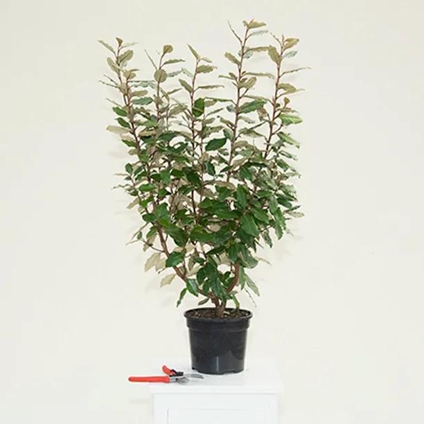 Elaegnus Compacta Plant in 3 Litre Pot