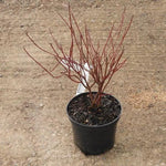 Elegantissima Dogwood Plant in Winter with no leaves