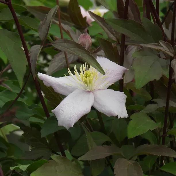 Elizabeth Clematis Flowers