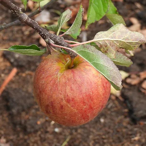 Ellisons Orange Apples on the tree