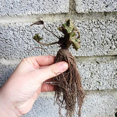 Bareroot Elegance Strawberry Plant