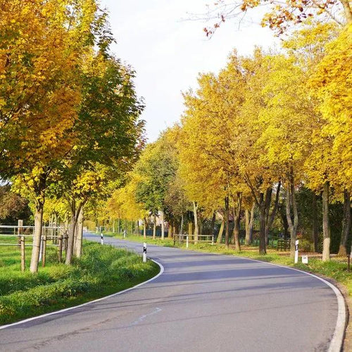Mature Elsrijk Field Maple trees along an avenue