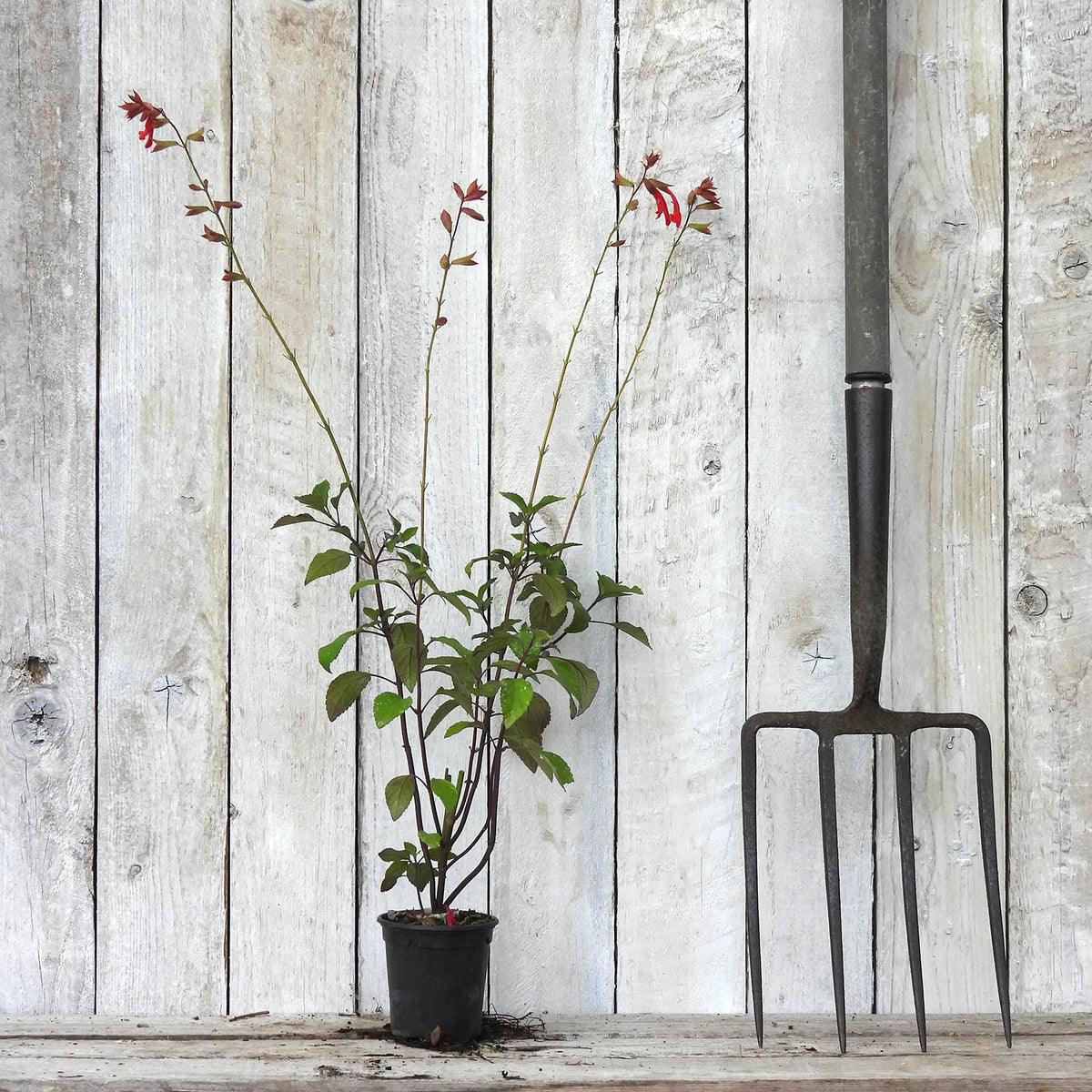Embers Wish salvia plant with green leaves and red flowers stands on a weathered wooden surface against a white wood plank wall, next to a large black garden pitchfork.