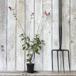 Embers Wish salvia plant with green leaves and red flowers stands on a weathered wooden surface against a white wood plank wall, next to a large black garden pitchfork.