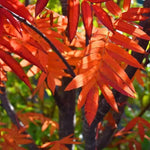 Embley Rowan Autumn leaves