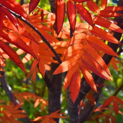 Embley Rowan Autumn leaves