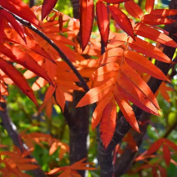 Embley Rowan Autumn leaves