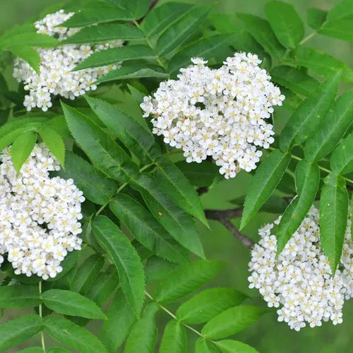 Embley Rowan tree flowering in Spring