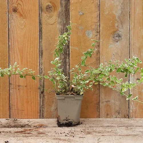 Emerald Gaiety Plant in 9cm pot (P9)