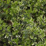 Emerald Gaiety Spindle Leaves