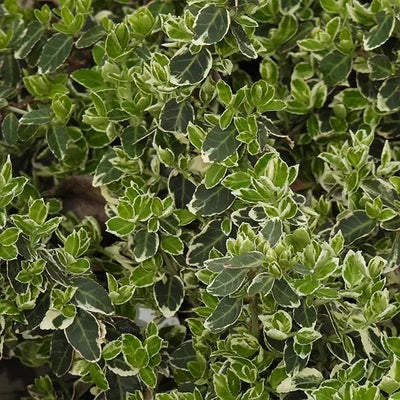 Emerald Gaiety Spindle Leaves