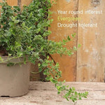 Emerald Gaiety Spindle Plant