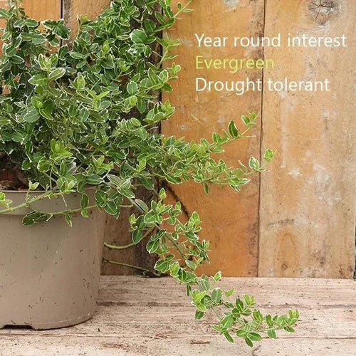 Emerald Gaiety Spindle Plant