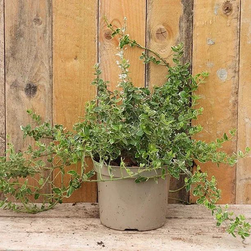 Emerald Gaiety Spindle Plant in 2 Litre Pot