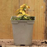 Emerald 'n' Gold Spindle Plant P9 Pot