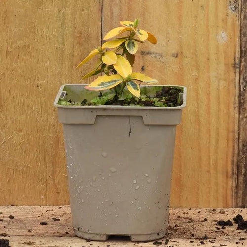 Emerald 'n' Gold Spindle Plant P9 Pot