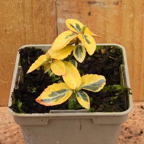Emerald 'n' Gold Spindle Plant P9 Pot