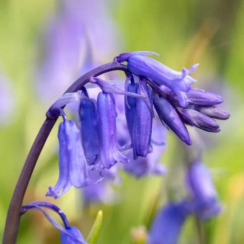 Close up of English Bluebell Flowers