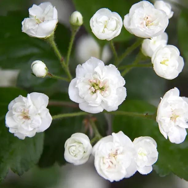English Double White Hawthorn Flowers