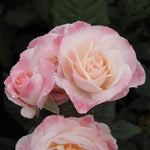 English Miss Floribunda Rose Flowers